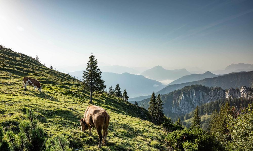 Sommer Berge Kühe